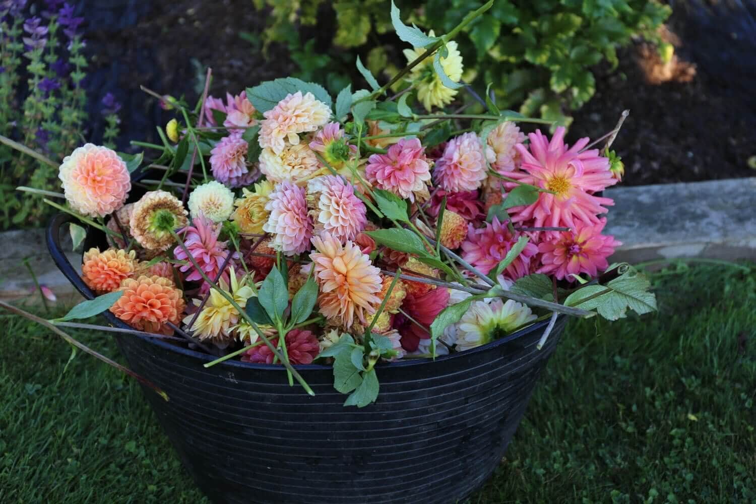 Dinnerplate Dahlias Tips for Success - Longfield Gardens