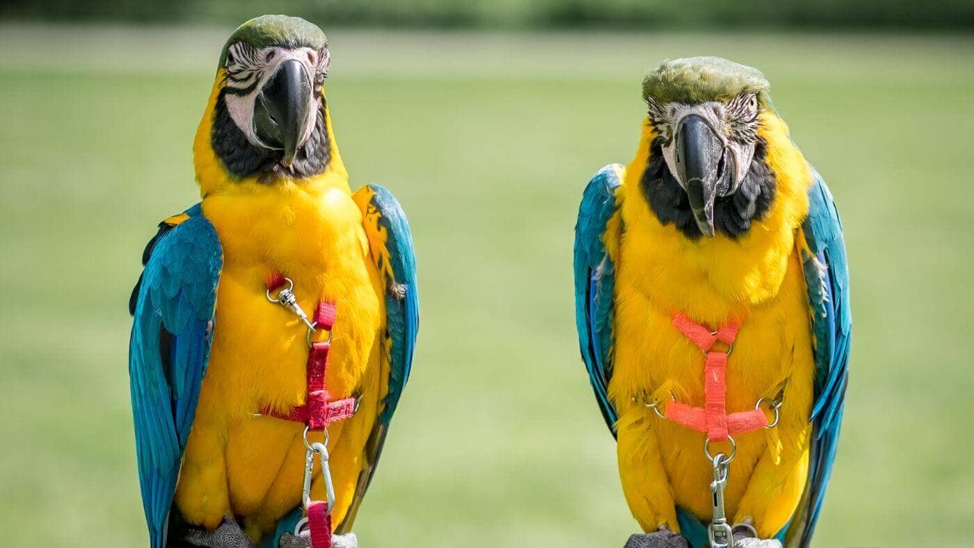 Macaws with Harnesses