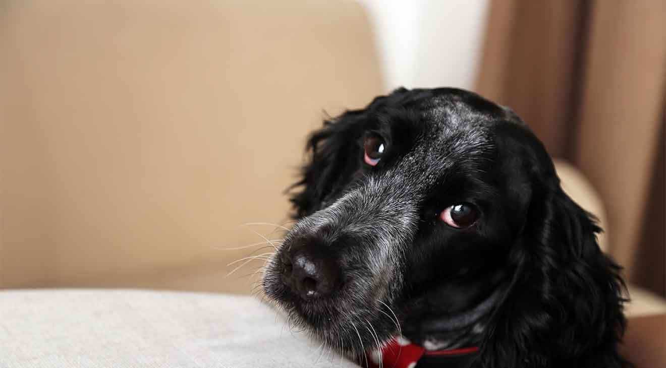 dog resting head on couch and whining