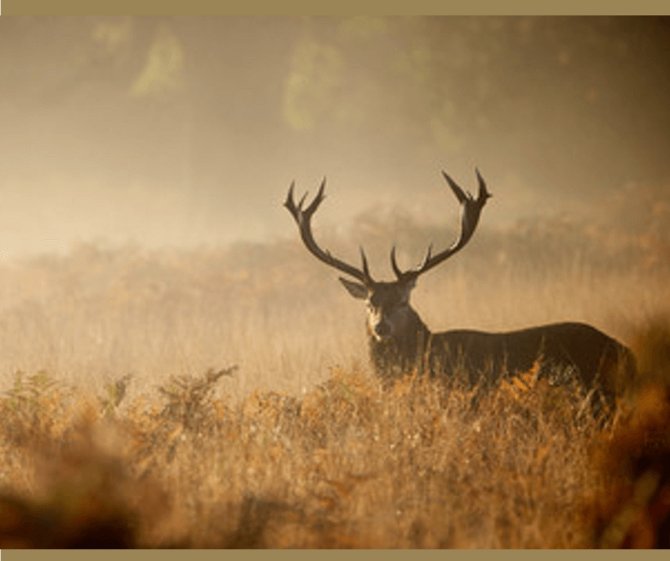 Northridge Oak Deer Hunter Cover Scent