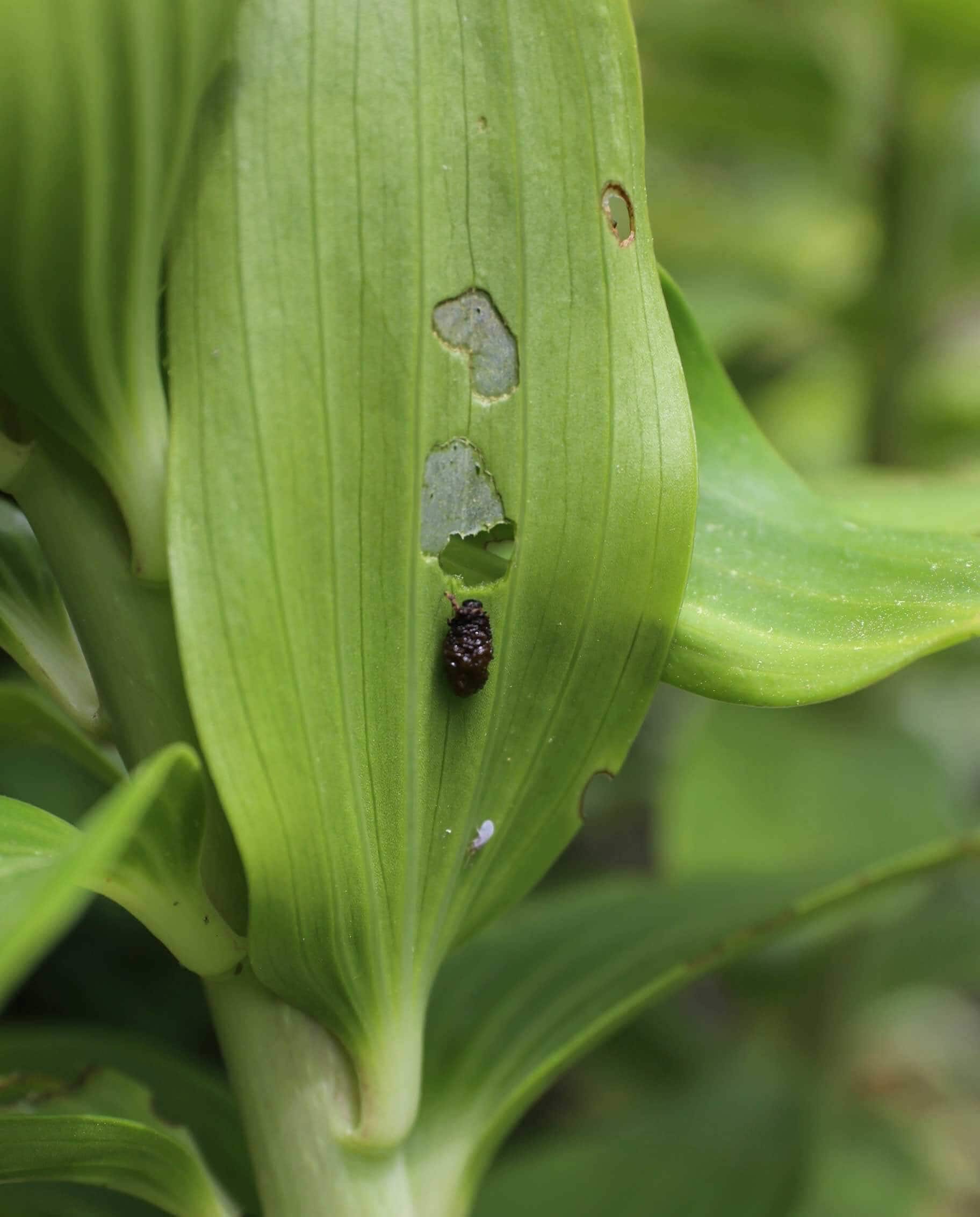 How to Control Lily Leaf Beetle - Longfield Gardens