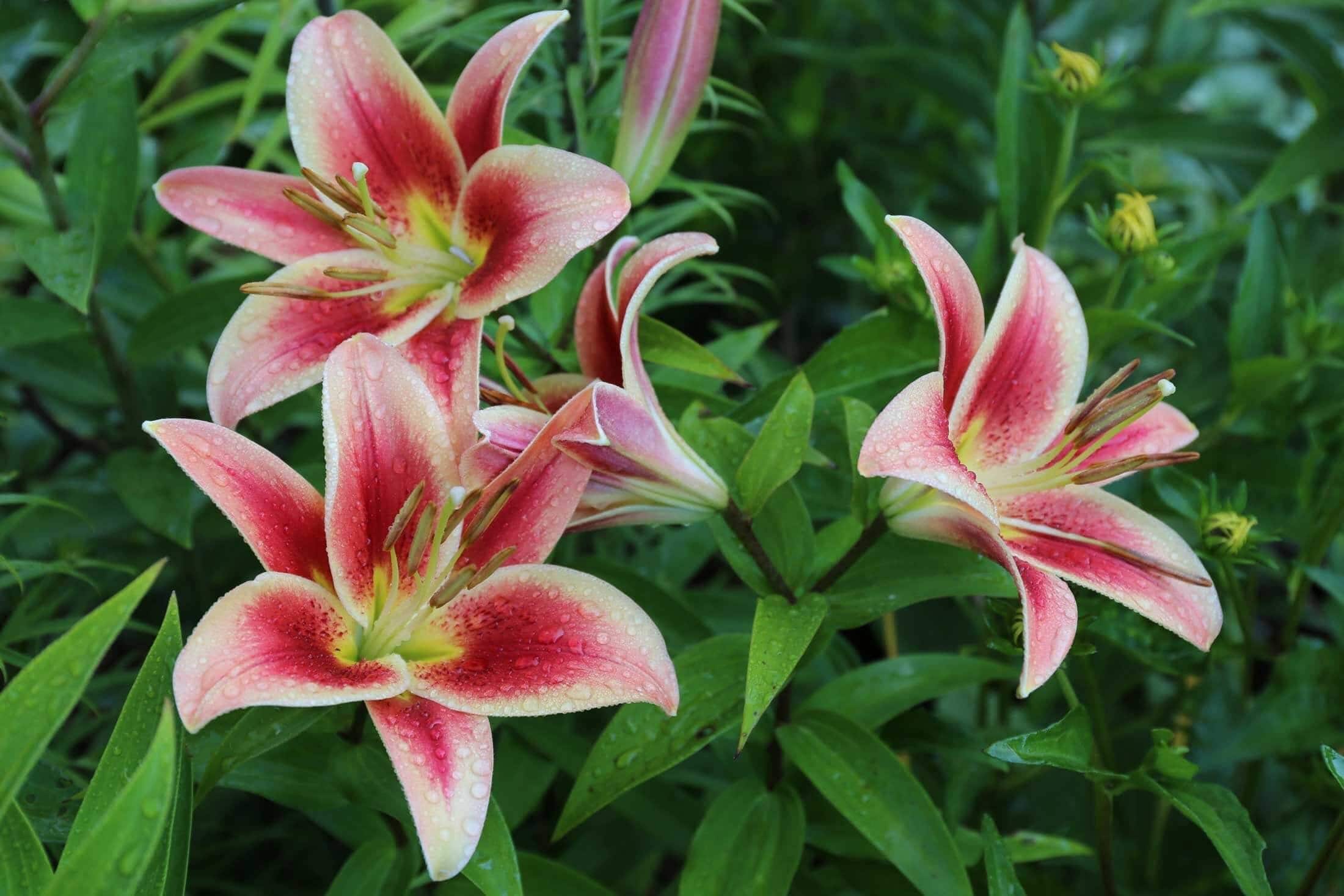 8 Tips for Growing Better Lilies - Longfield Gardens
