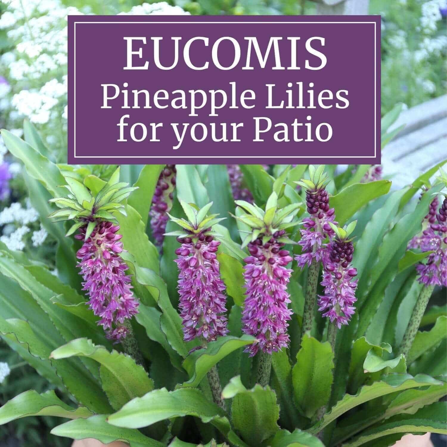 Eucomis: Pineapple Lilies for Your Patio