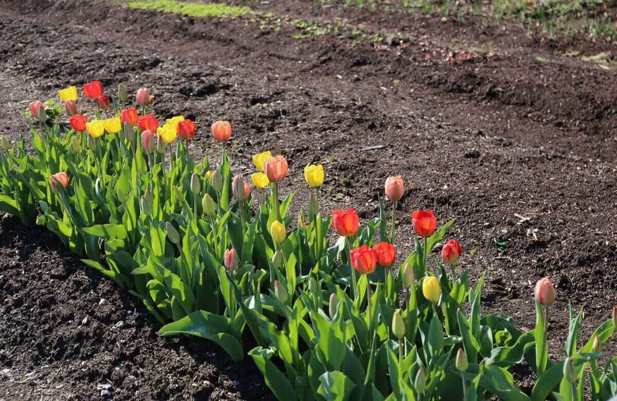 soil-with-hands