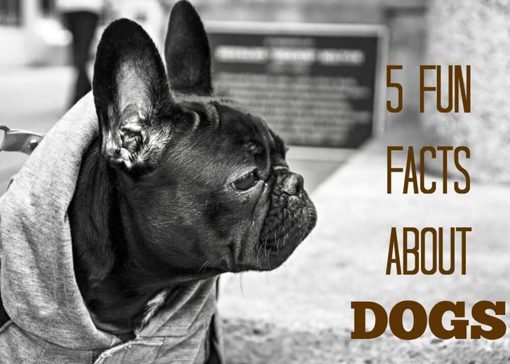 5 Fun Facts About Dogs That You May or May Not Know