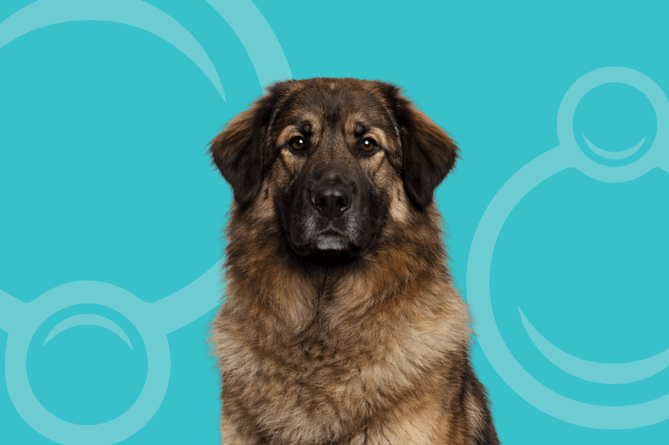 Estrela Mountain Dog Temperament and Grooming Considerations