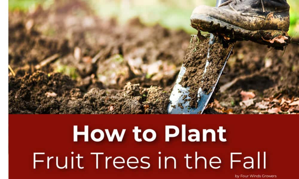 How to Plant Fruit Trees in the Fall