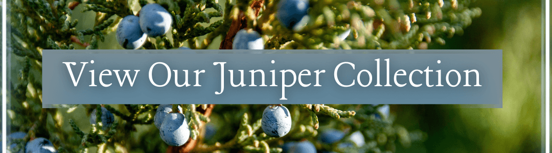 juniper berry essential oil collection