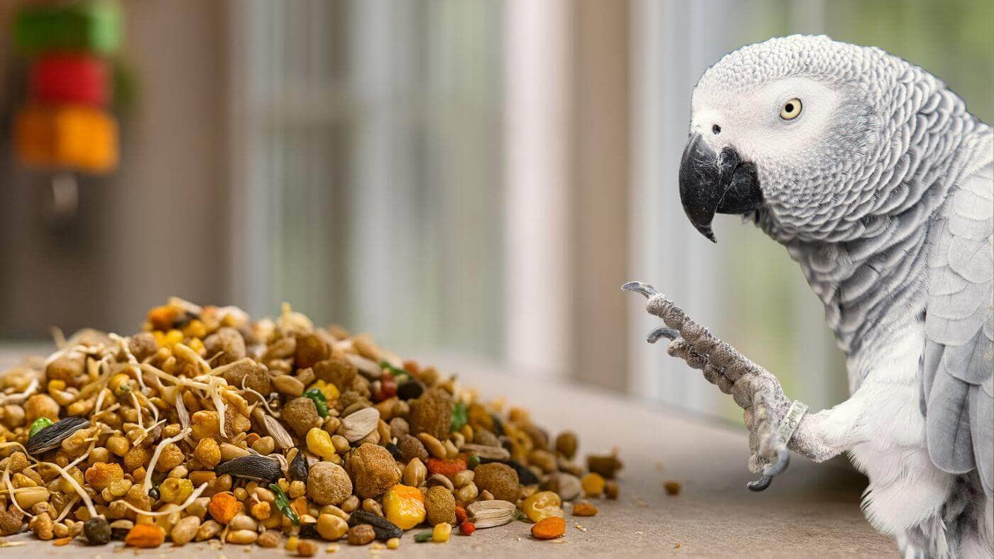 African Grey Balanced Meal with Pellets and sprouts