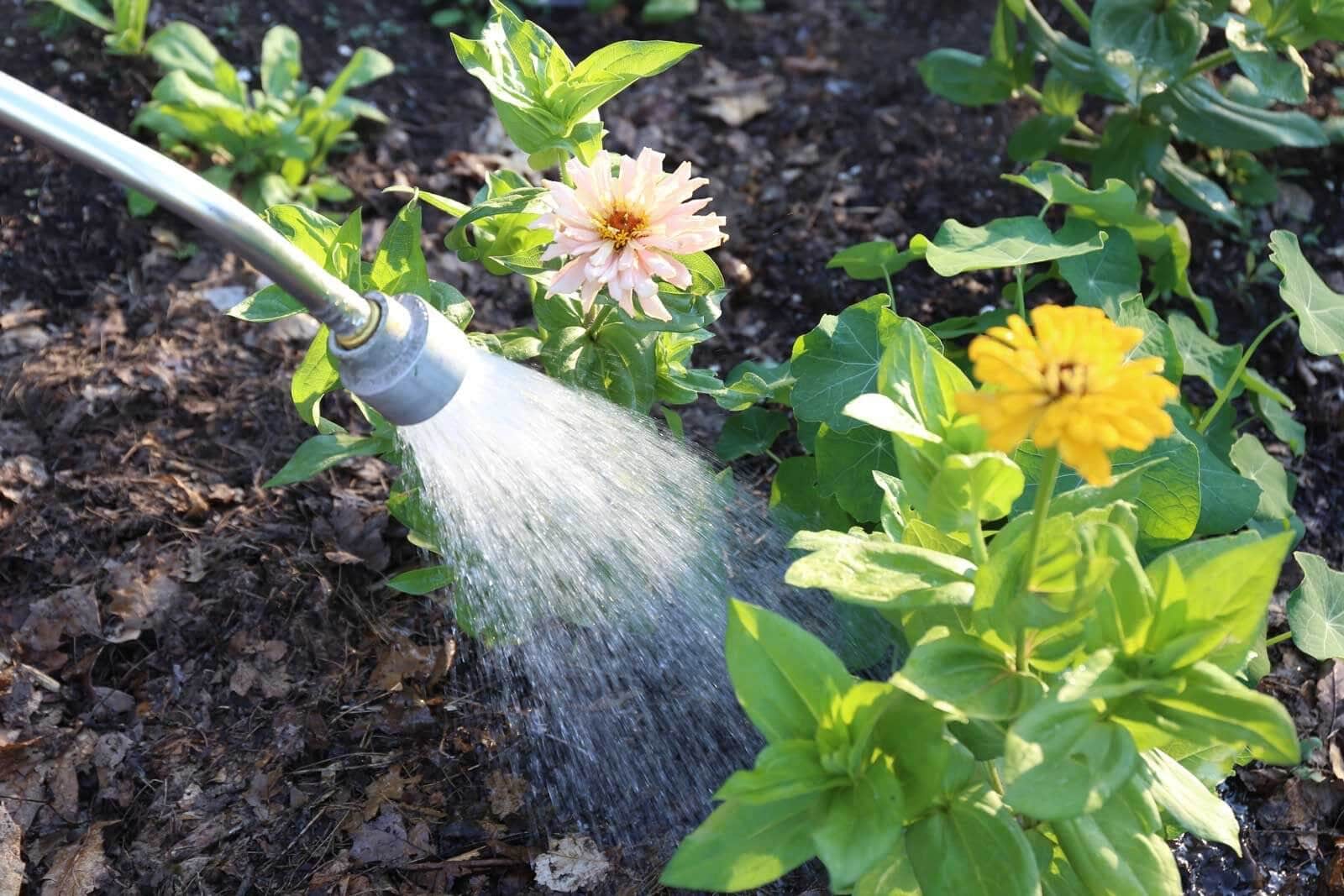 7 Tips for Watering Plants - Longfield Gardens