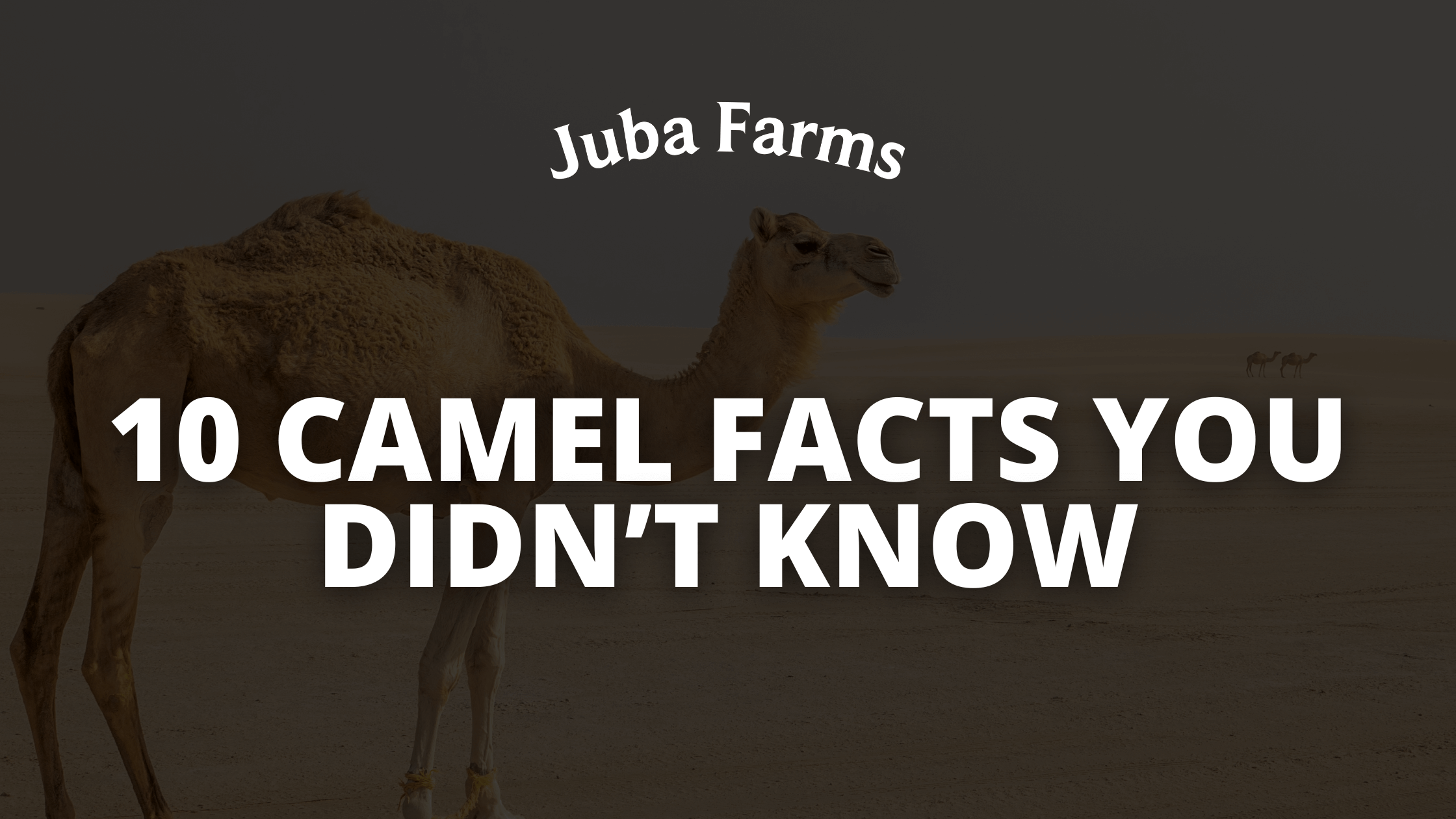 10 Fascinating Facts About Camels You Didn’t Know