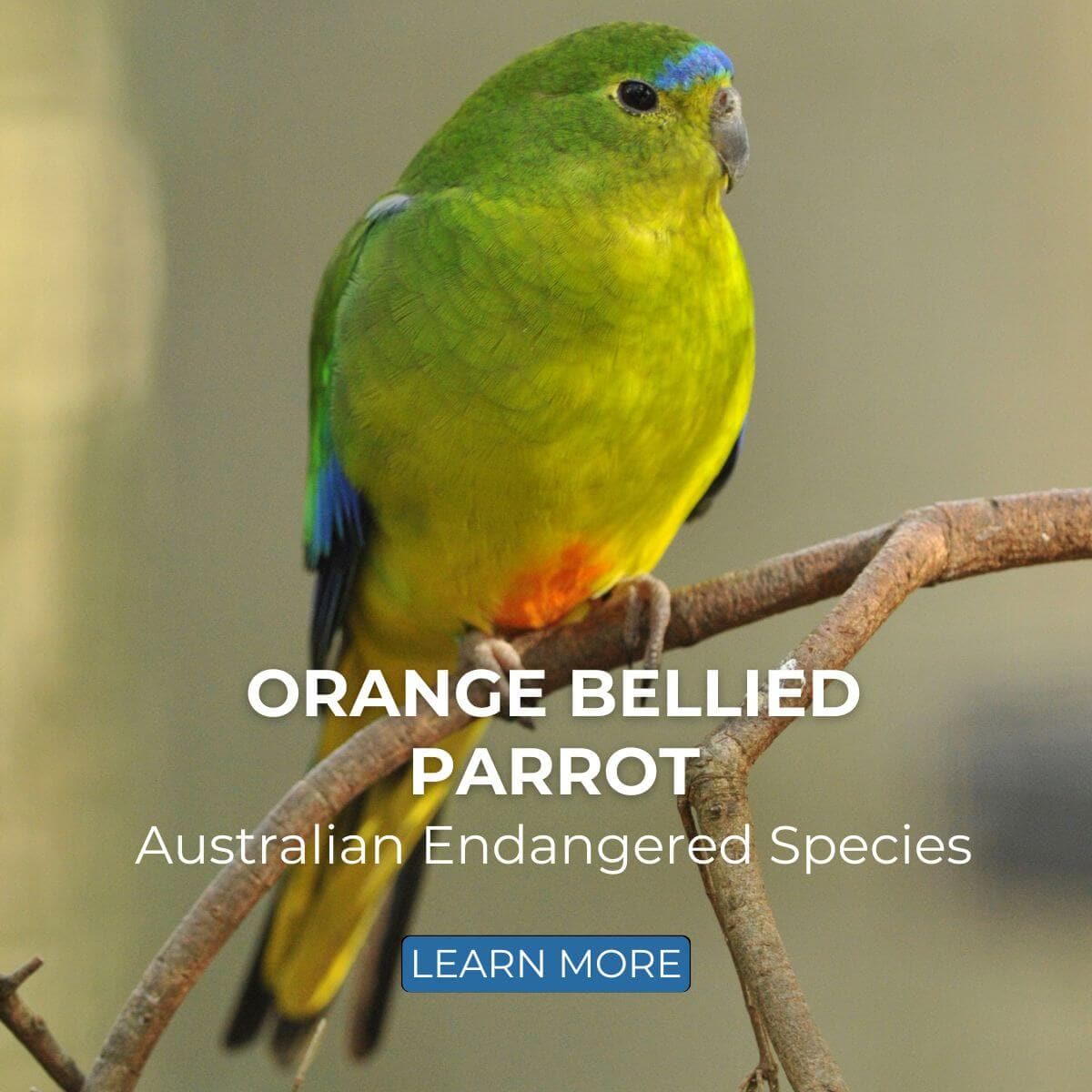Orange-Bellied Parrot - Australian Endangered Species