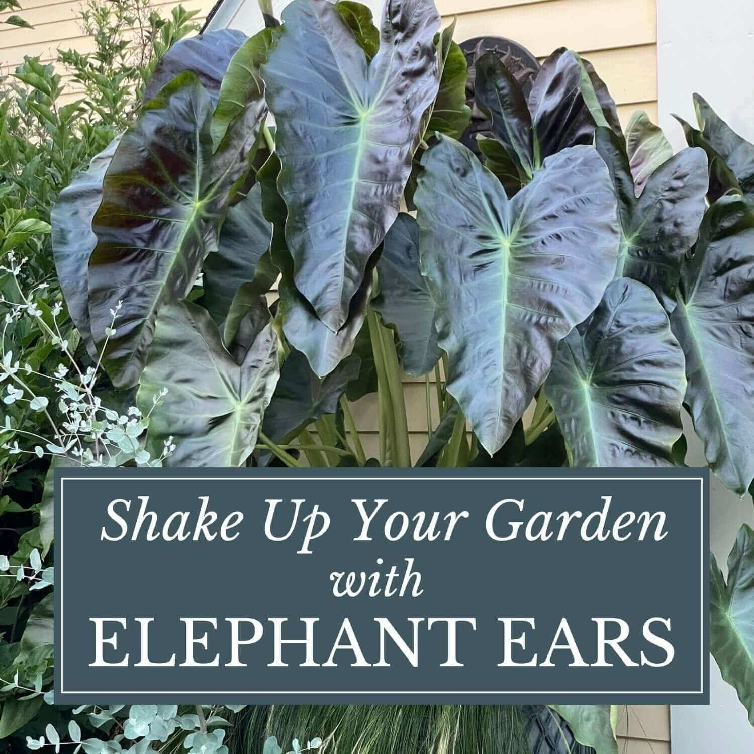 Shake Up Your Garden With Elephant Ears