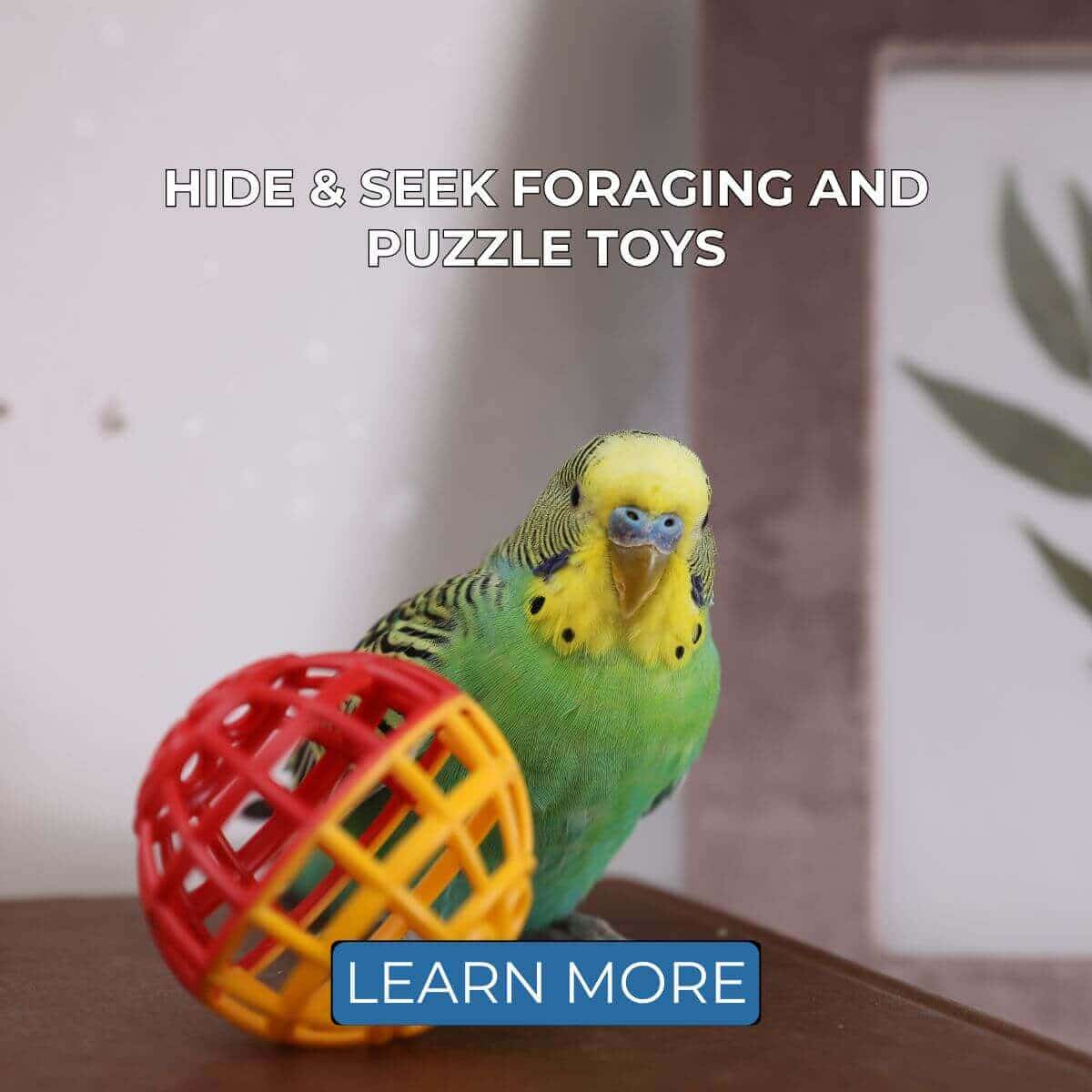 Hide & Seek Foraging and Puzzle Toys