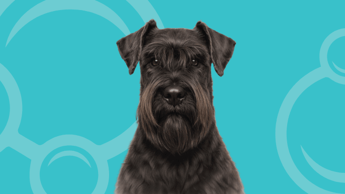 Giant Schnauzer Temperament