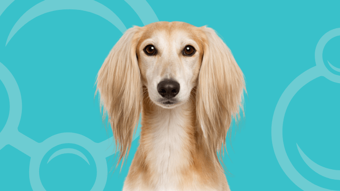Saluki Temperament