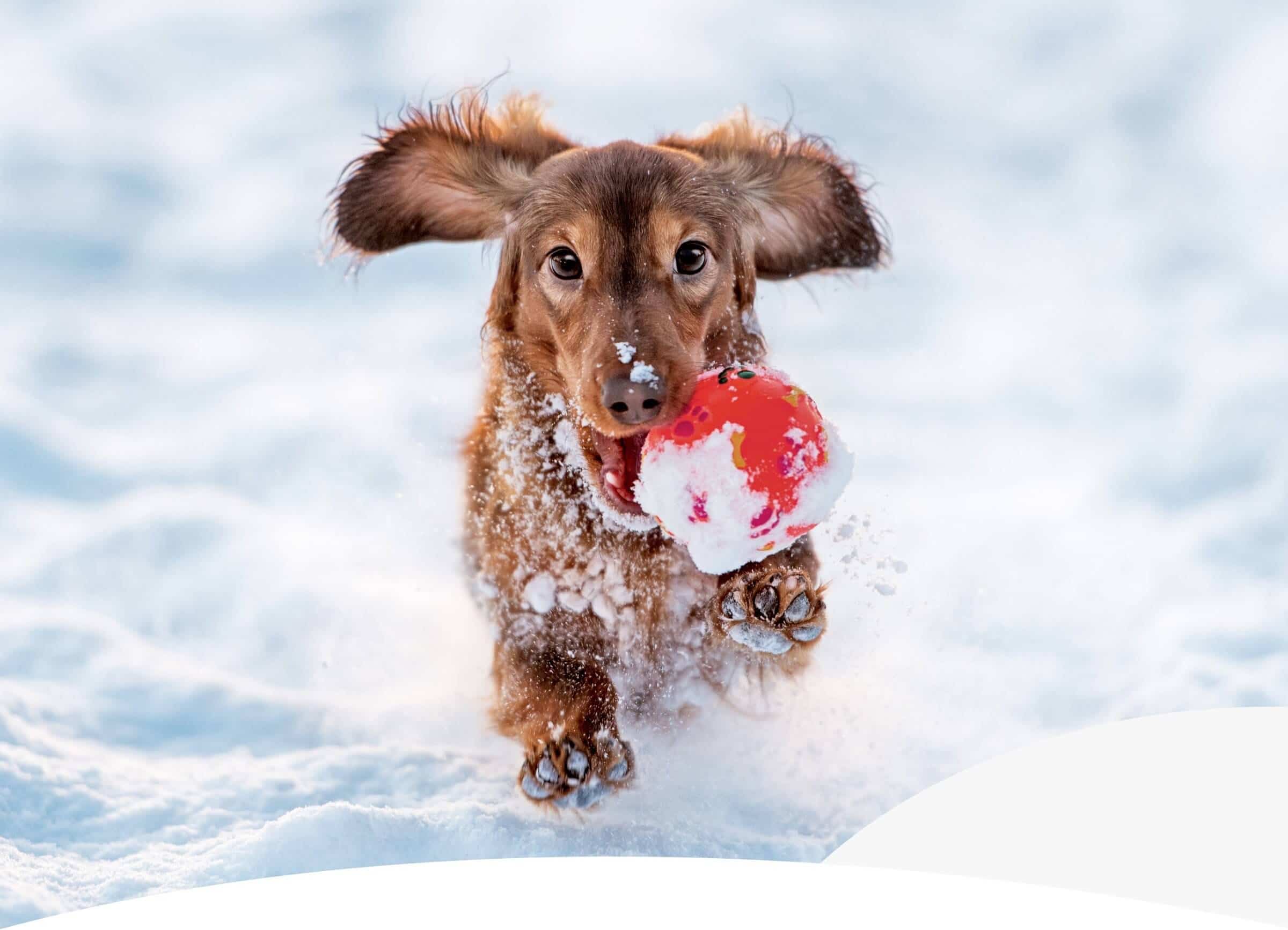 SNOW MUCH FUN: WINTER ACTIVITIES TO KEEP YOUR DOG ACTIVE