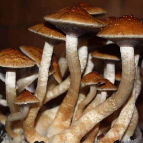 Golden Teacher Spores