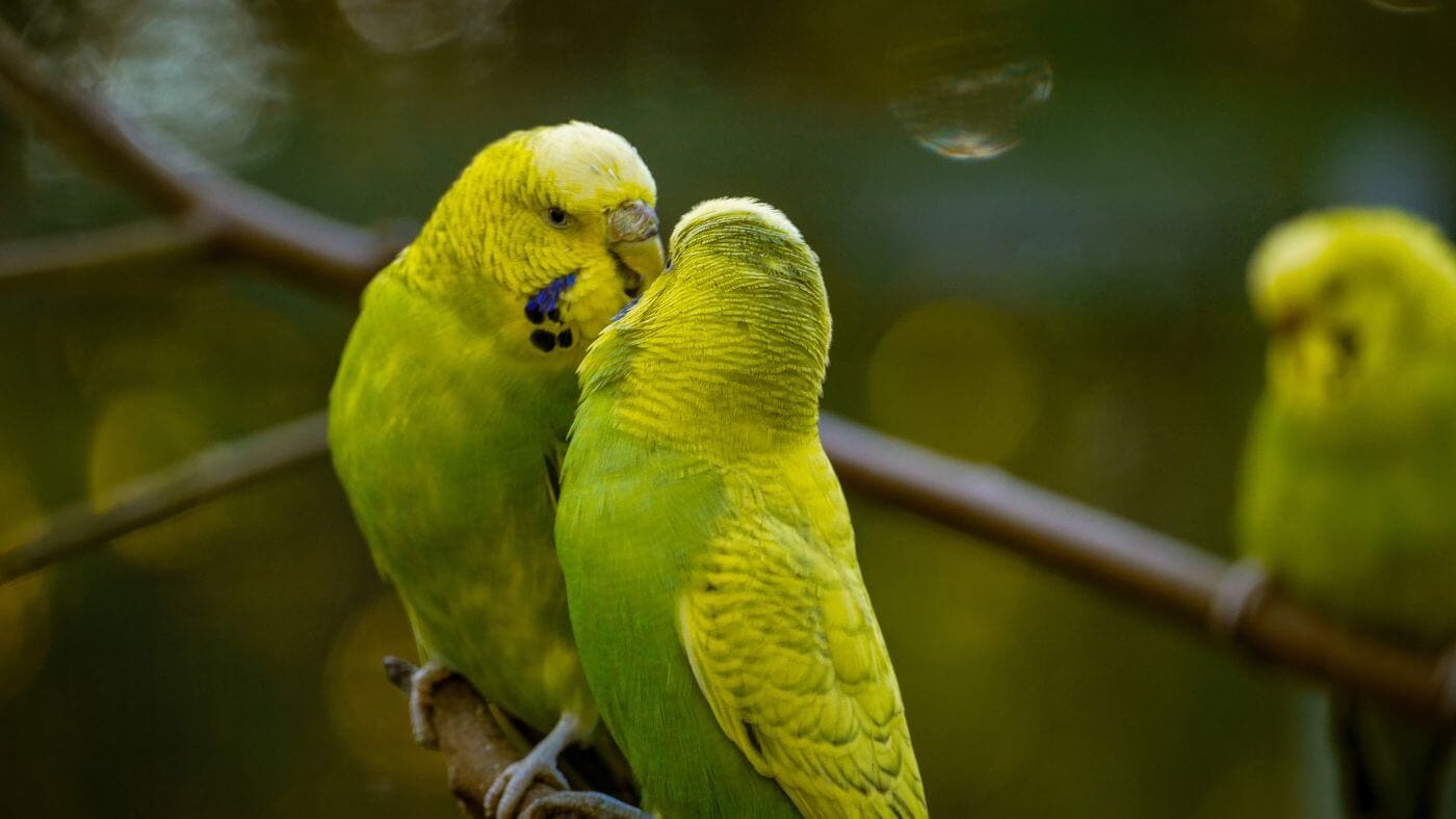 Fighting Parakeets