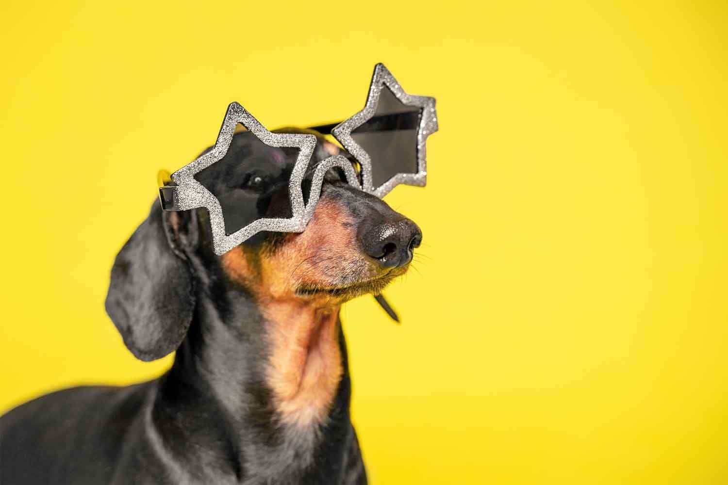 5 of Our Favorite Famous Dogs and Why We Love Them