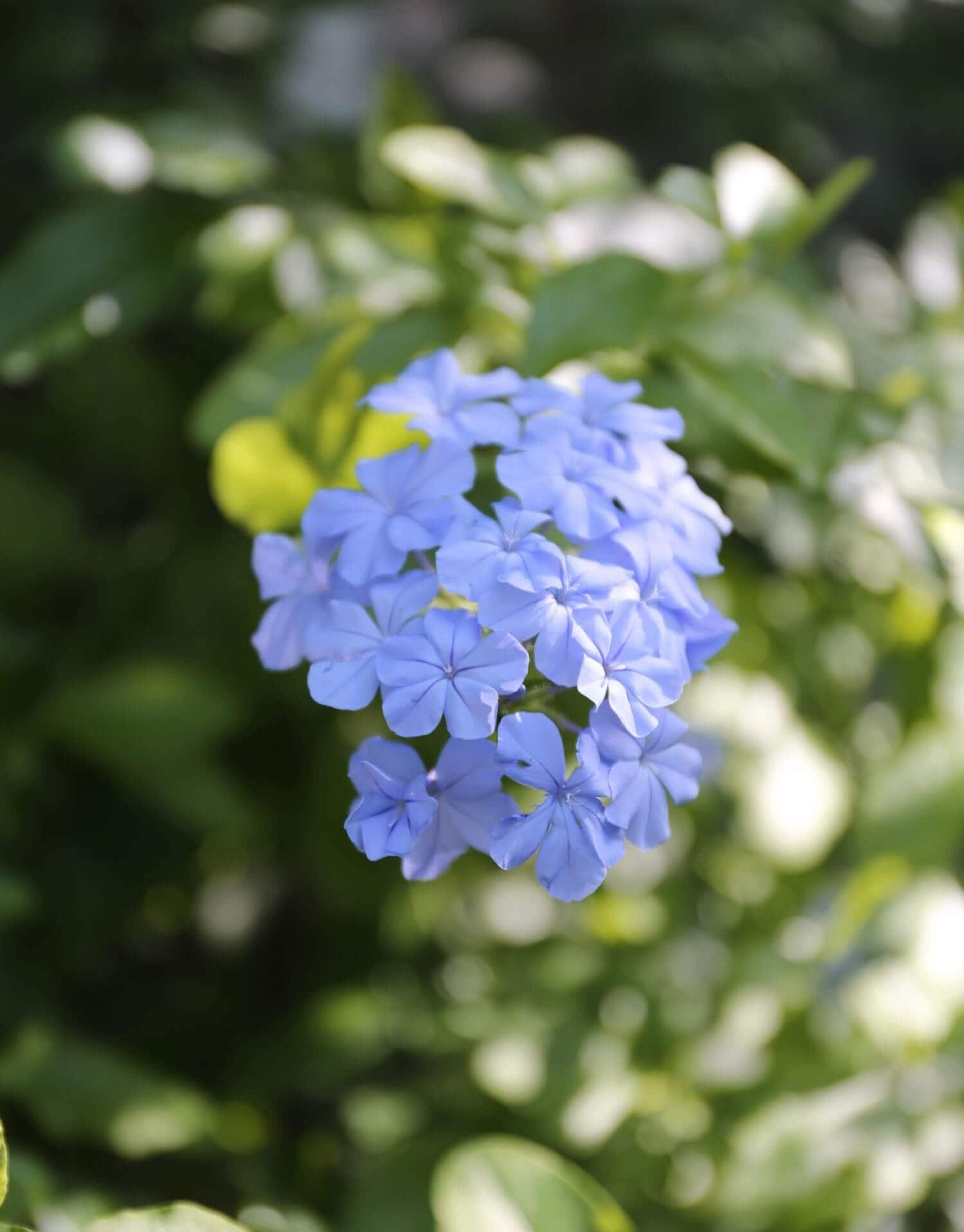 How to Use Blue Flowers in Your Garden - Longfield Gardens