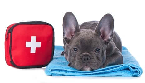What to Put in a First-Aid Kit For Your Dog