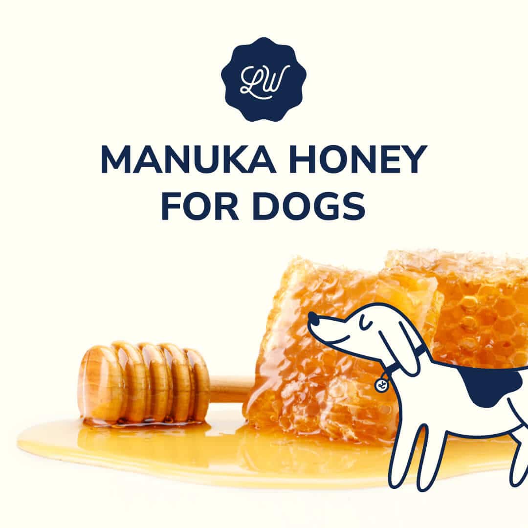 Manuka Honey for Dogs: Explore this Golden Elixir's Benefits