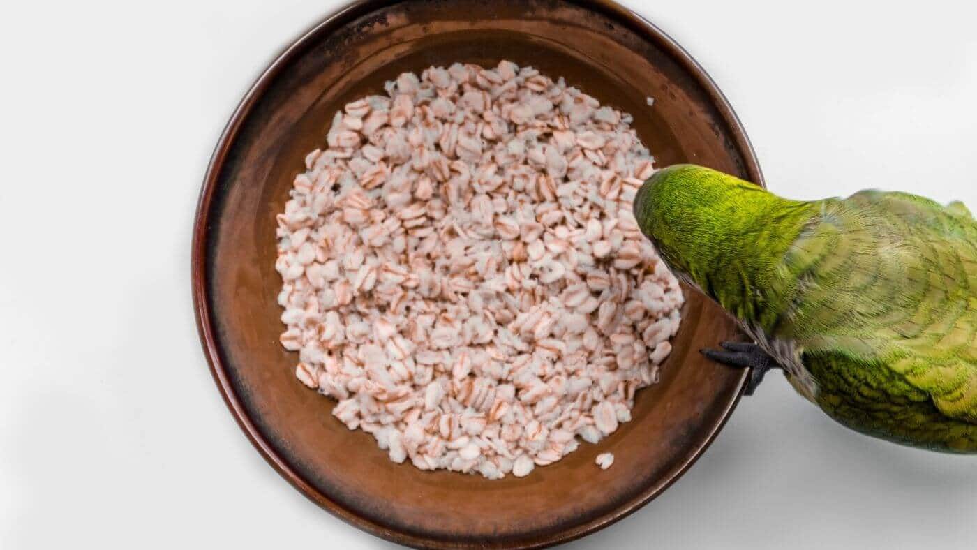 Parrot Eating Oatmeal