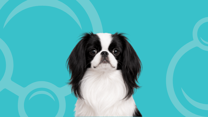 Japanese Chin Temperament 