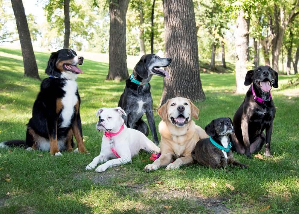 Popular Dog Breeds - Which Might Be Right for You!