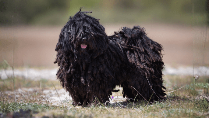 Puli Temperament