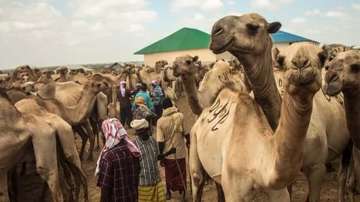 most camels somalia