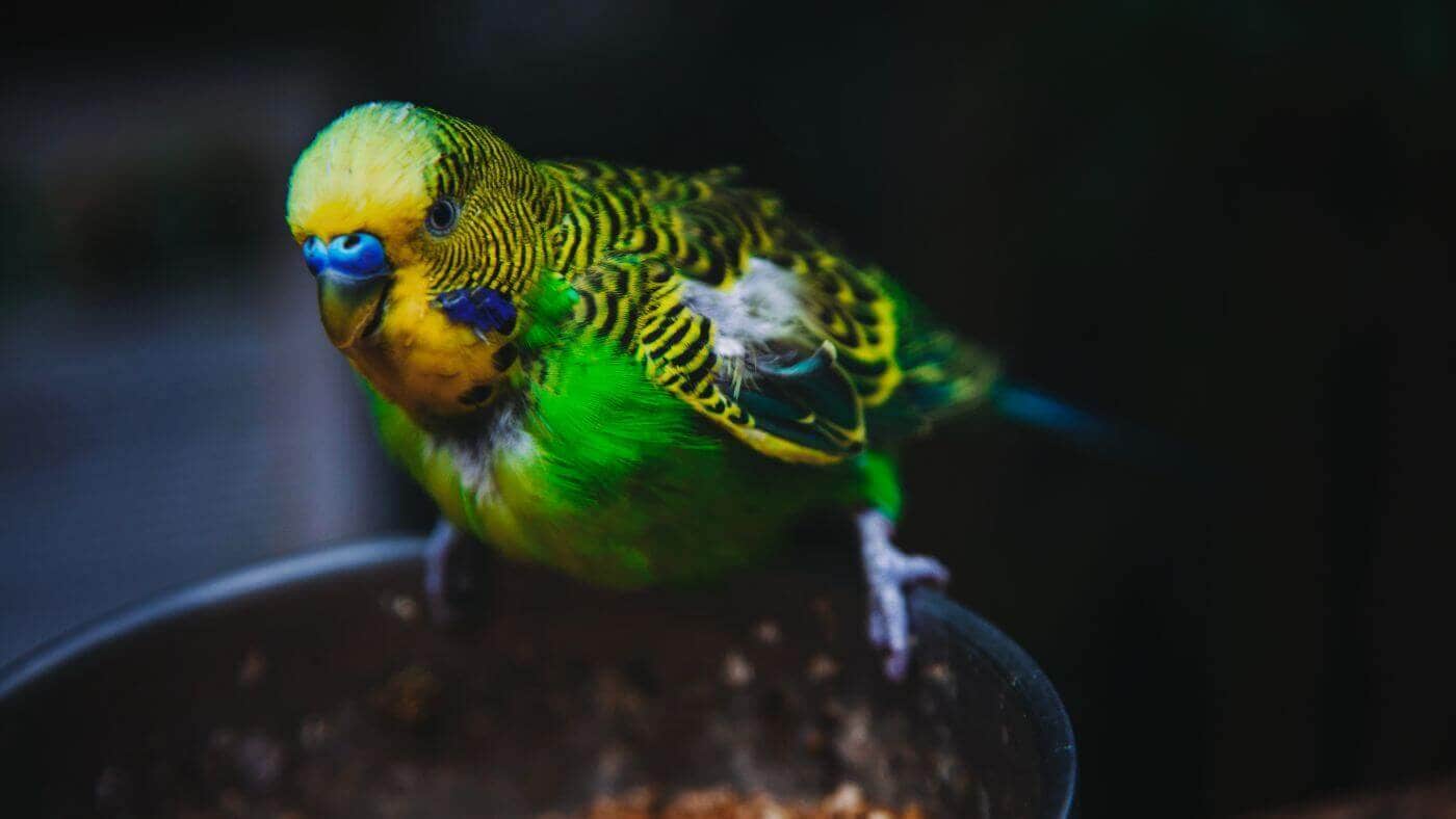 Budgies Eating Seeds