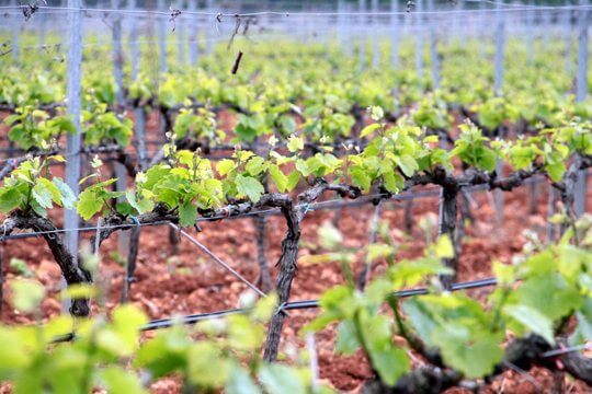 Mallorca's Rising Star: Agricultural Innovation & Local Produce Flourish