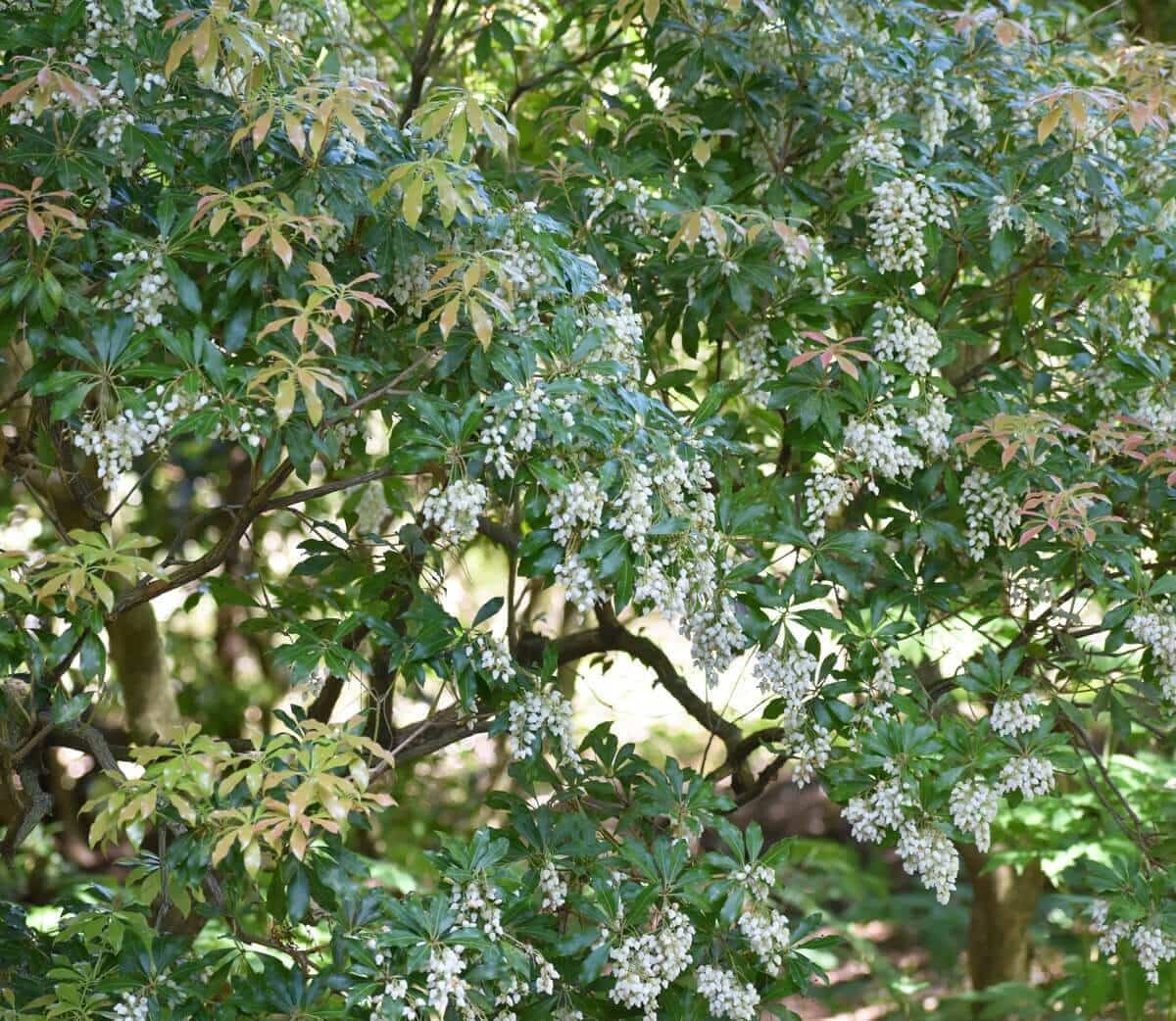 Best Cut Flowers for Shady Gardens - Longfield Gardens