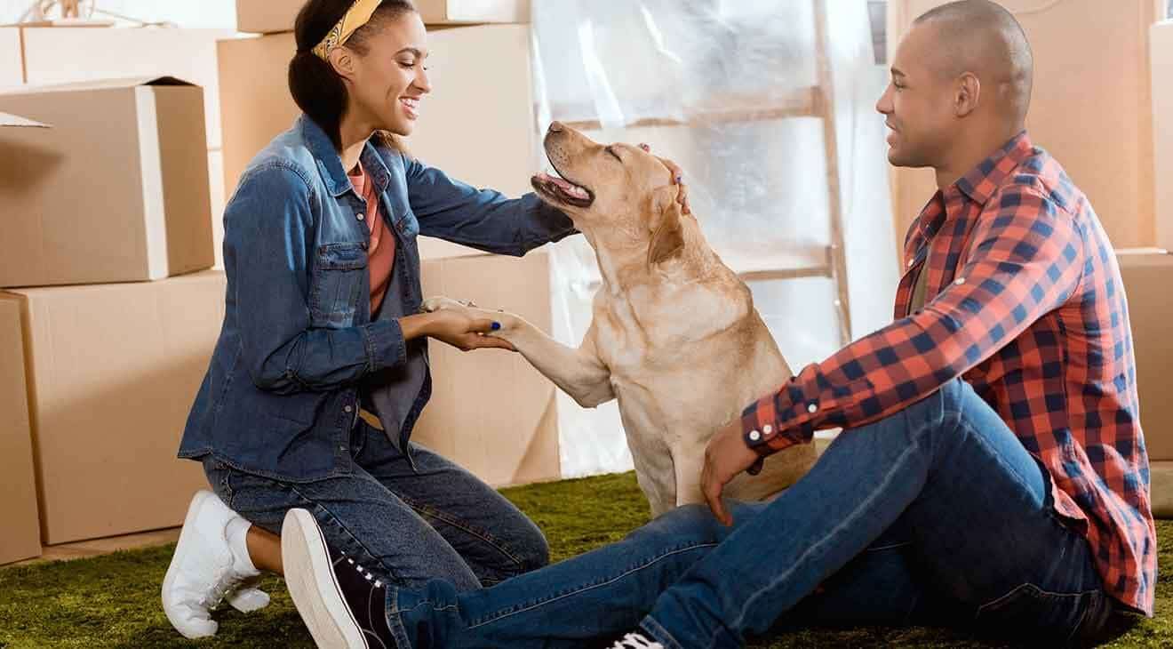 Moving or Traveling Across the Country with Dogs