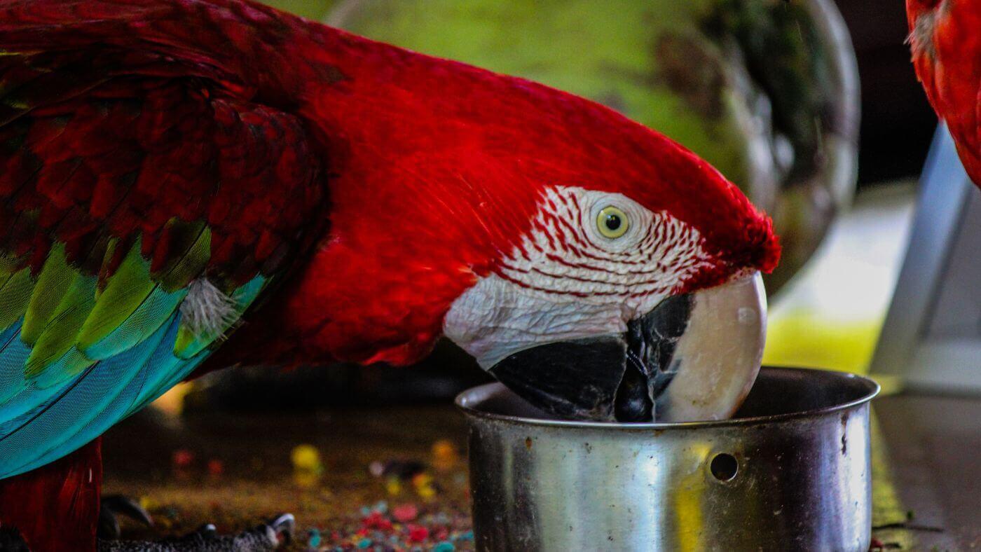 Macaw Eating from Bowl