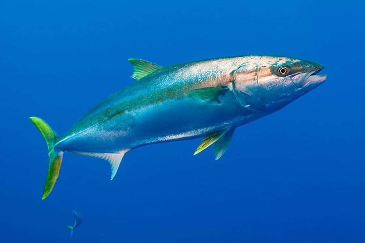 Kingfish Fishing Basics