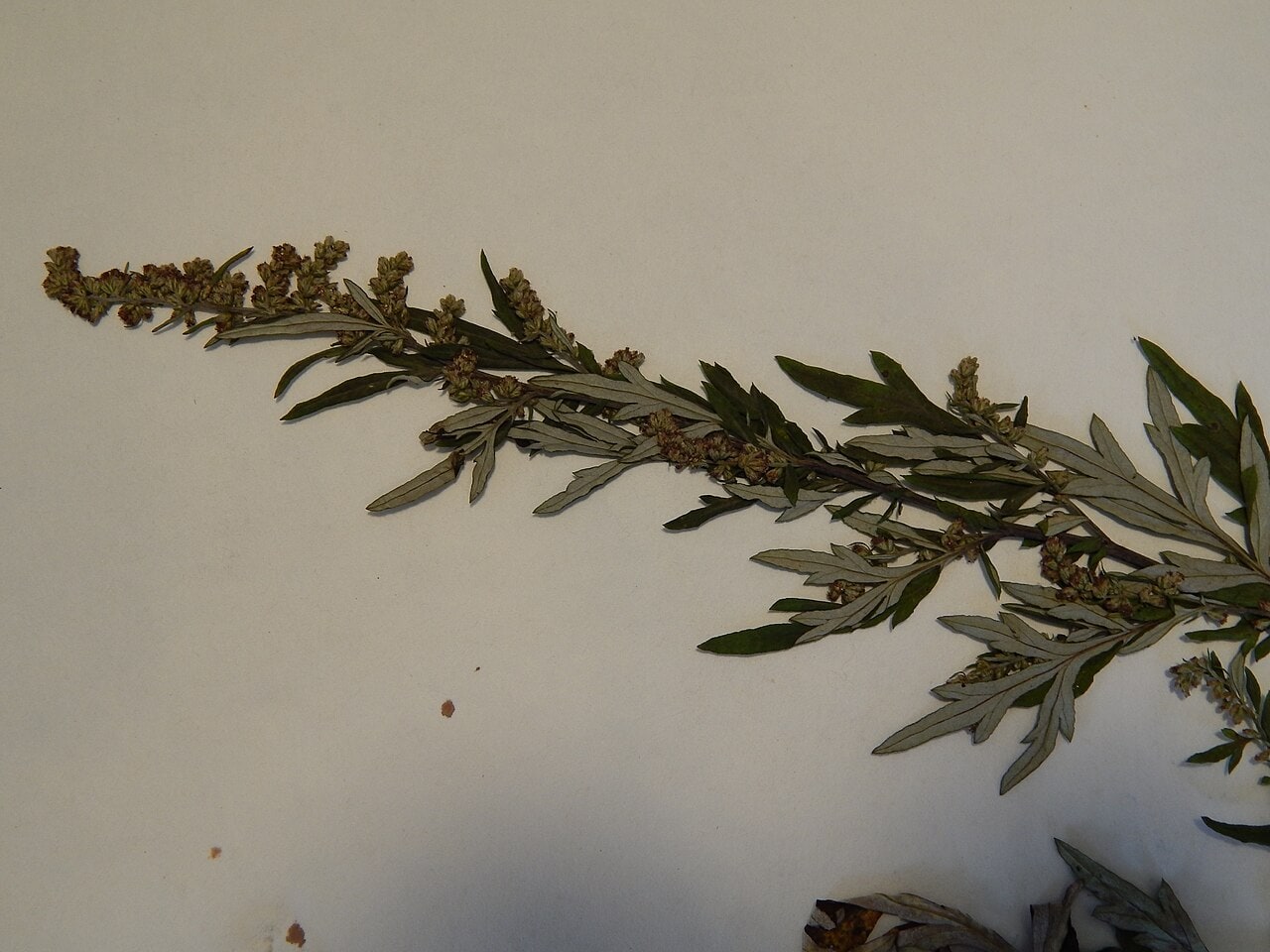 Mugwort herb (Artemisia vulgaris) leaves and seeds in Haiku, Maui