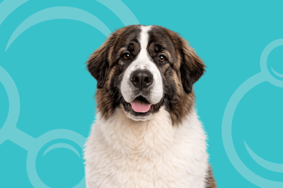 Pyrenean Mastiff Temperament and Grooming Considerations