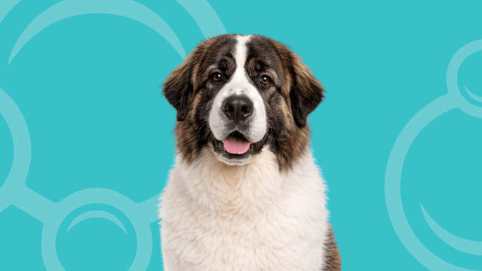 Pyrenean Mastiff Temperament