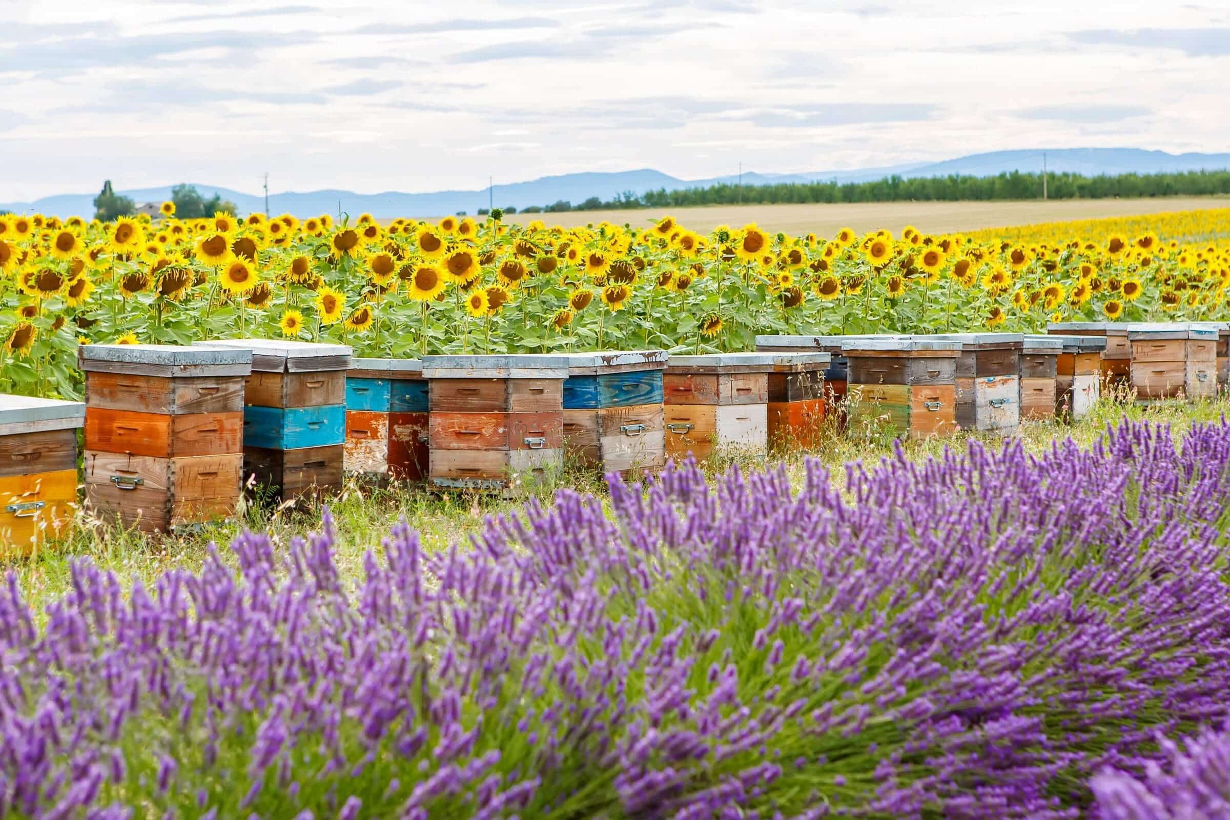 Choosing Hives for Honeybees