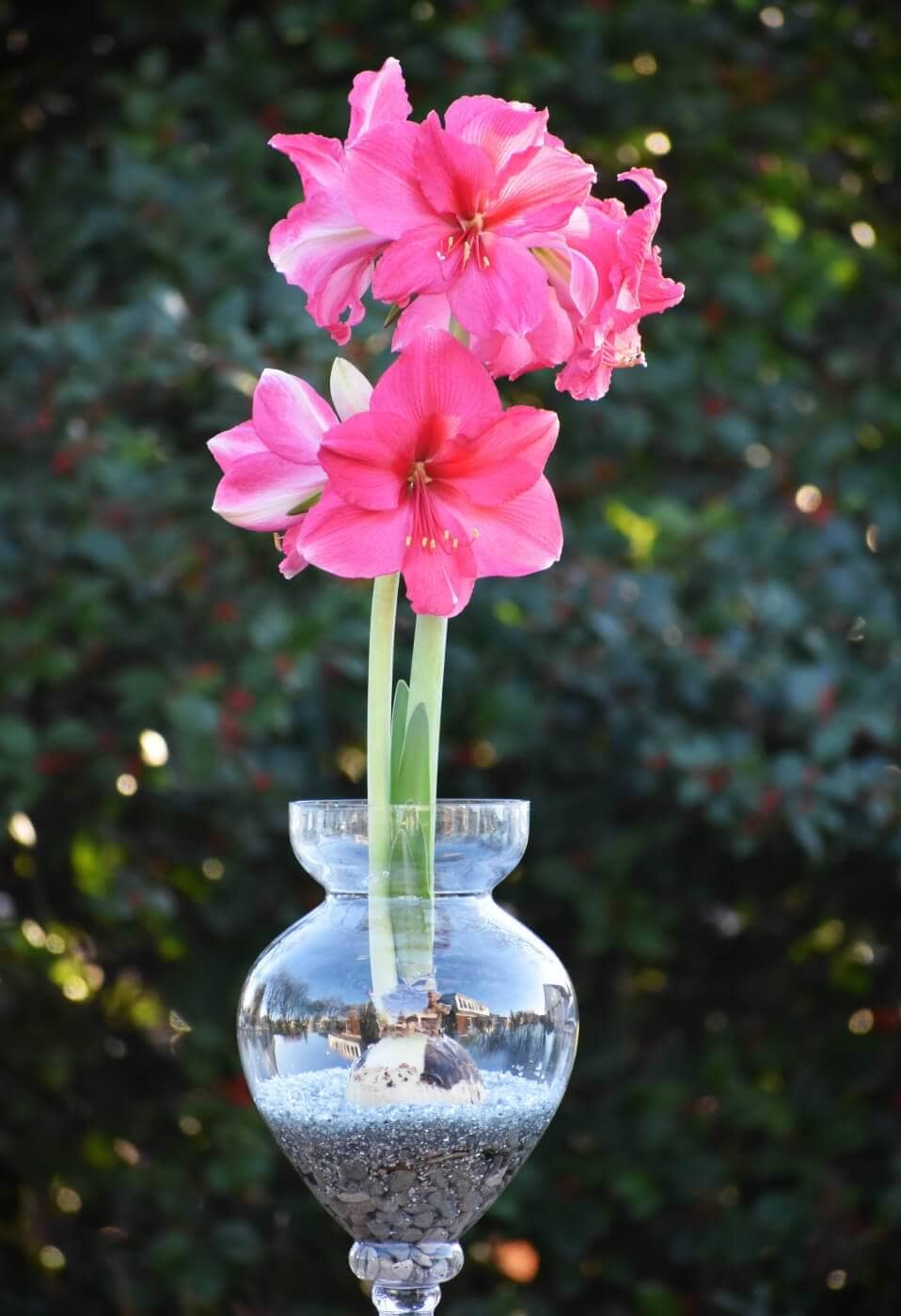 Amaryllis_over_water