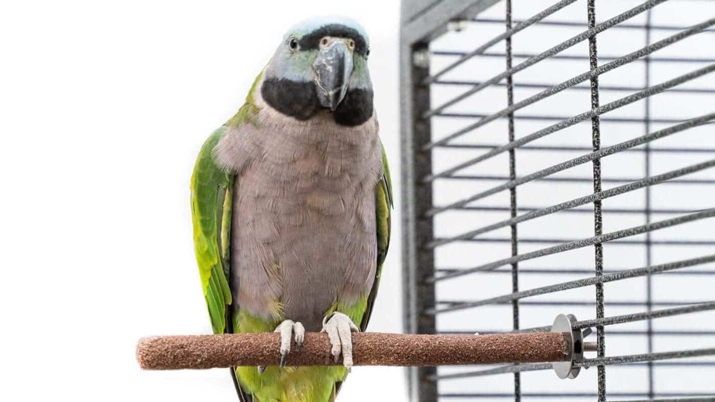 Parrot on a Sanded Perch