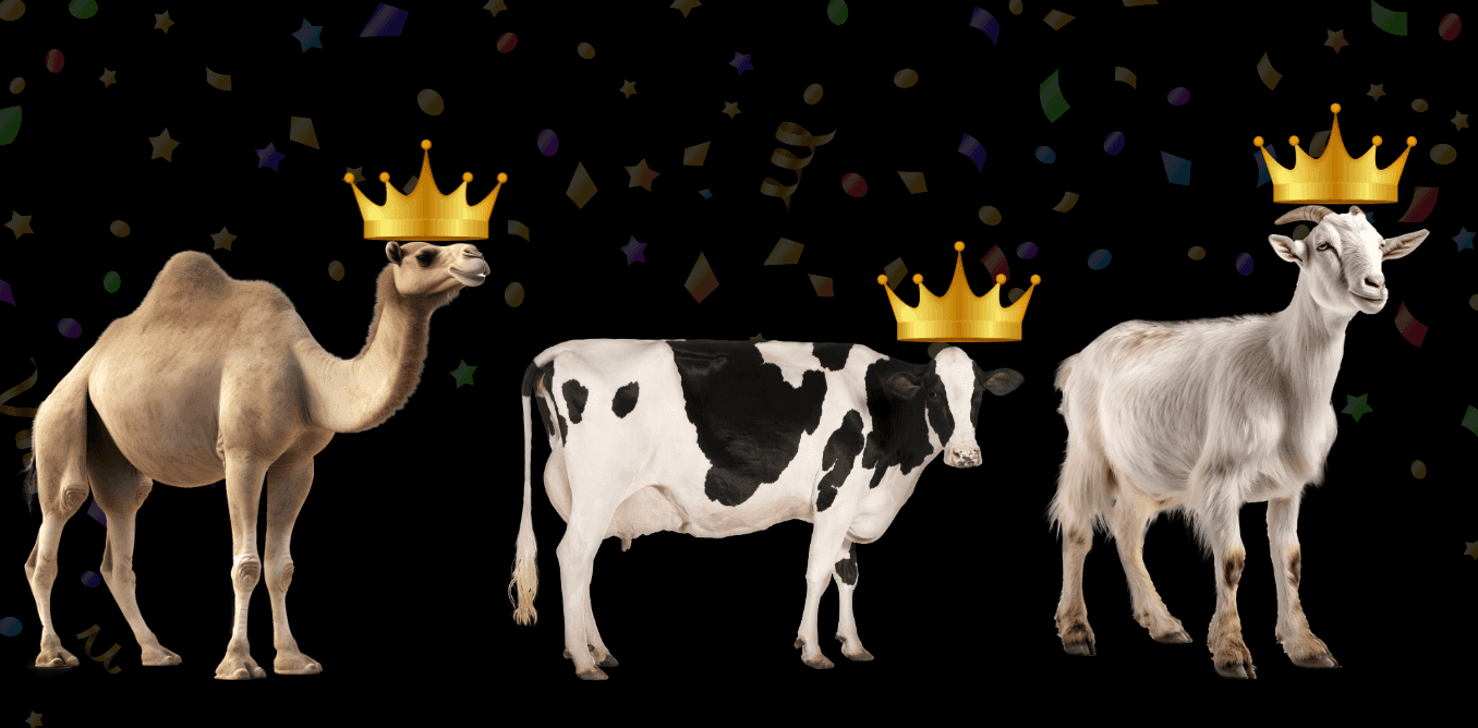 cow milk vs camel milk vs goat milk taste