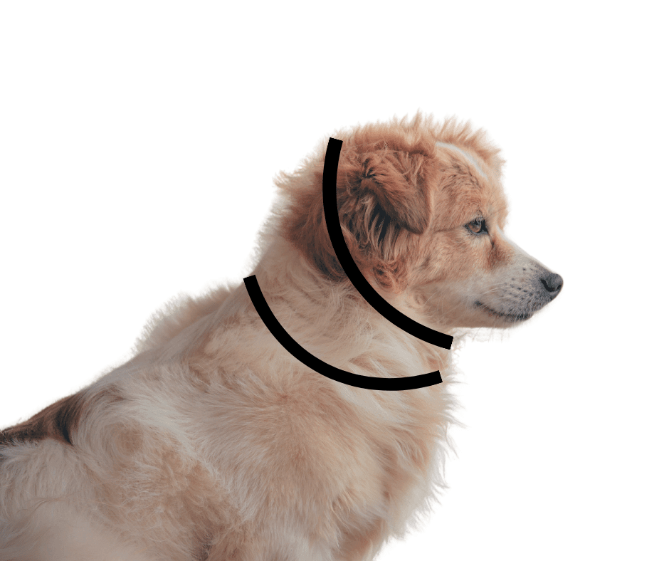How to Measure Your Dog for a Collar
