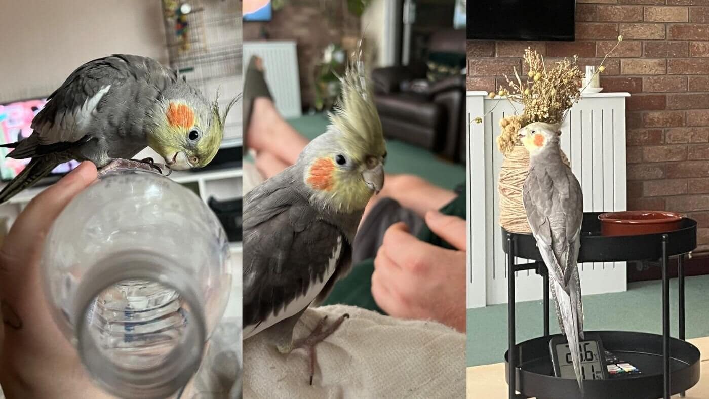 Life With a Pet Parrot like Sunny