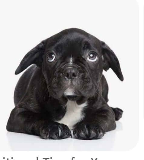 Help! My Dog is Anxious!