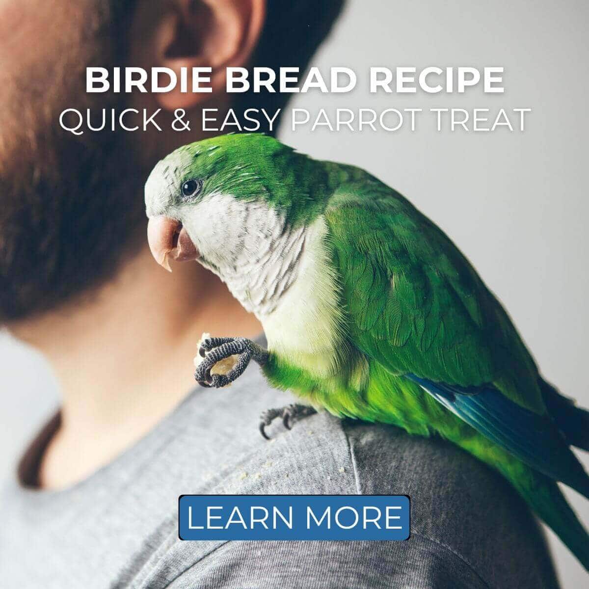 Birdie Bread Recipe - Quick & Easy Parrot Treat!