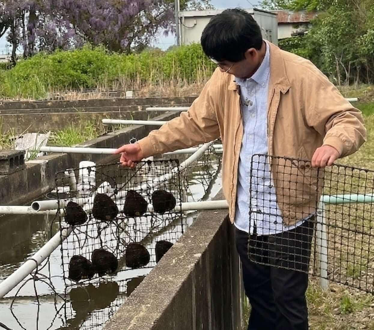Yoneguchi-san's freshwater pearl culturing operation